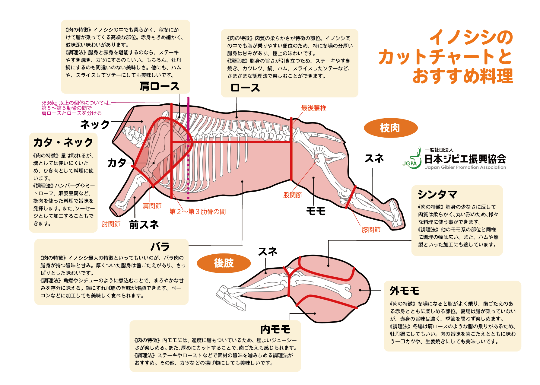 イノシシ肉について